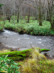 Image showing Forest