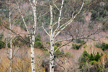 Image showing Tree branch in forest during autumn season