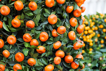 Image showing Citrus Fruit for chinese new year