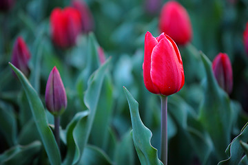 Image showing Tulips in red