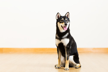 Image showing Shiba in black