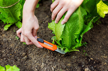 Image showing Cutting lettuce with a cutter