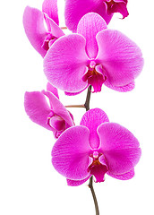 Image showing Orchid radiant flower