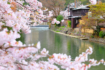 Image showing Sakura in kyoto