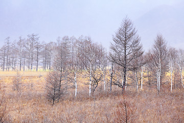 Image showing Forest in autumn season