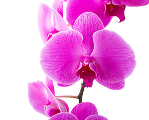 Image showing Orchid radiant flower 