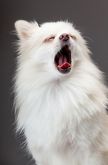 Image showing Pomeranian yawn