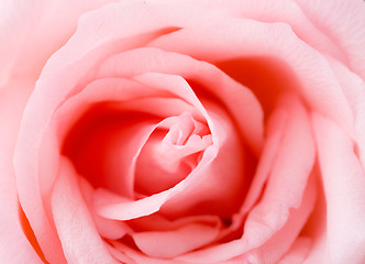 Image showing Pink Rose texture 