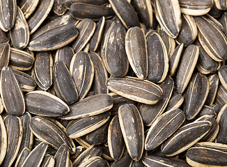 Image showing Sunflower seed 