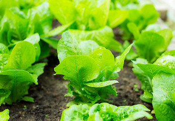 Image showing Lettuce seedlings in field