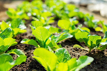 Image showing lettuce plant in field 