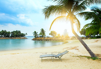 Image showing Coconut tree and beach