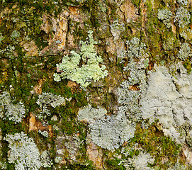 Image showing Lichen