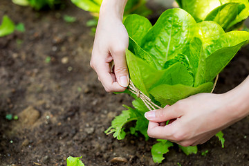 Image showing Lettuce with rope protection