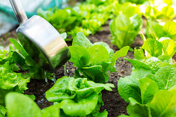 Image showing Fertilizes of lettuce field close up