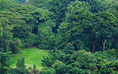 Image showing Green forest from top view