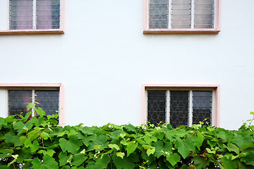 Image showing Exterior of house with green plant