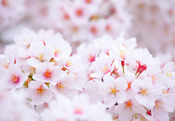 Image showing Sakura close up