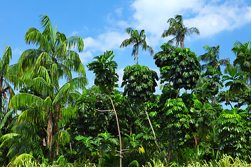 Image showing Coconut palm trees in forest