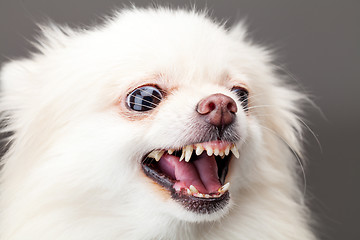 Image showing White pomeranian dog barking