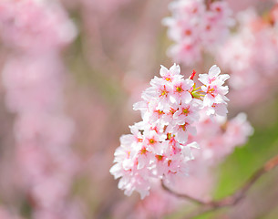 Image showing Sakura