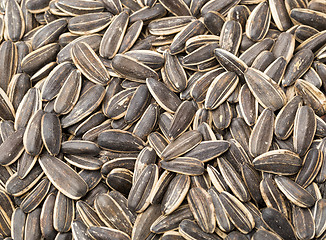 Image showing Sunflower seed