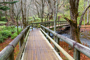 Image showing Wooden pathway in forest