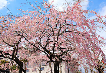 Image showing Sakura tree