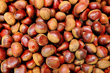 Image showing Chestnut 