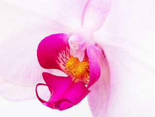 Image showing White Orchid flowers