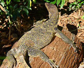 Image showing Giant Plated Lizard 