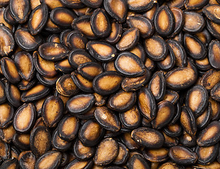 Image showing Black melon seed 