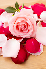 Image showing Pink Rose with petal besides