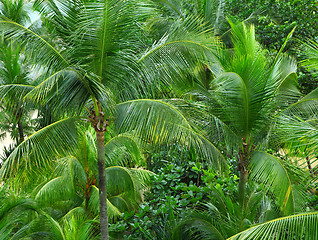 Image showing Palm trees forest