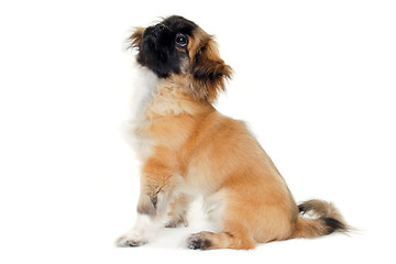 Image showing Puppy dog sitting on white background