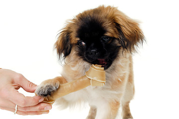 Image showing Dog eating bone