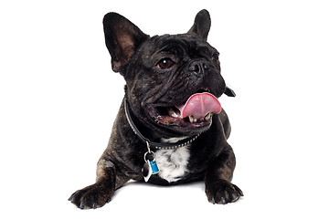 Image showing French Bulldog dog on white background