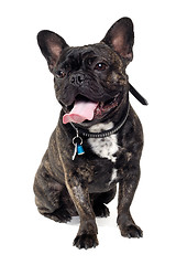 Image showing French Bulldog dog on white background