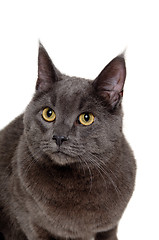 Image showing Face of gray cat on white background