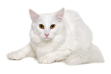 Image showing White cat is resting on a clean white background