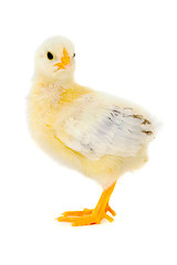 Image showing Angry chicken