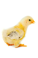 Image showing Chicken baby