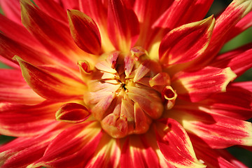 Image showing Dahlia