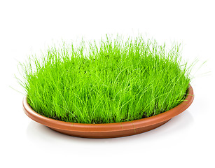 Image showing Green grass isolated on white background