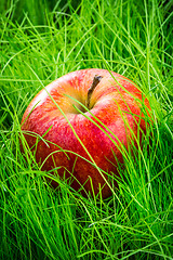 Image showing Apple on the grass