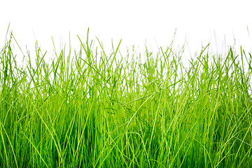 Image showing Green grass isolated on white background