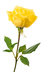 Image showing yellow rose