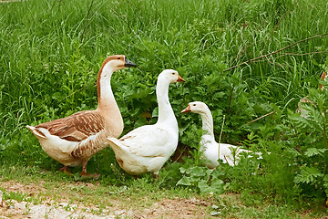 Image showing Two geese and goose on the meadow