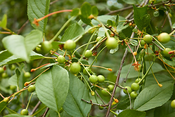 Image showing Green fruit of cherry tree moved