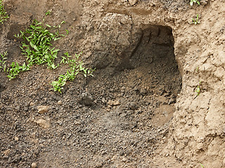 Image showing Niche in the clay soil